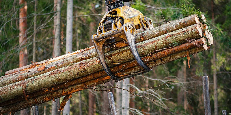 Greifarm eines Forstkrans hebt frisch gefällte Baumstämme im Wald.