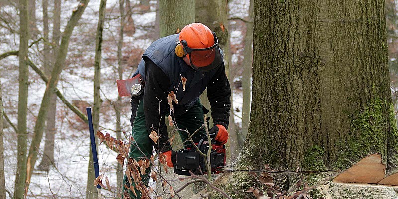 Forstarbeiter mit Motorsäge beim Fällen eines Baumes im Wald.