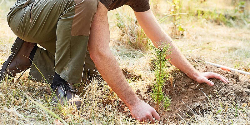 Person pflanzt einen jungen Baumsetzling in den Boden.