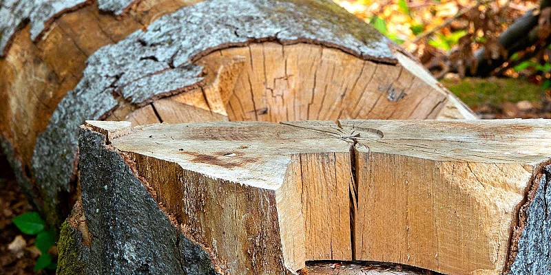 Frisch gefällter Baumstamm mit sichtbarem Querschnitt und Rissen im Holz.